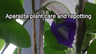 Aparajita plant care and repotting in hindi.