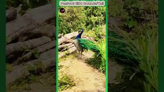 peacock call #birds #peacocksound #birdsinging #wildwings #peacockcall