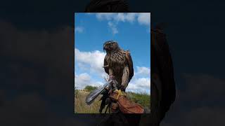 Goshawk action