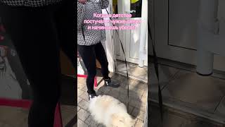 #приколы#украина#смех#тренды#приколысживотными#собака#shortvideo#tiktok#music#animals