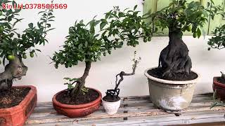 Hồng Cẩm Thạch Cây Nguyên Bản Và Cây Ghép - Tuấn Bonsai LH 0378506569 #hongcamthach #bonsai #caycanh