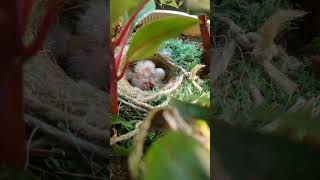 House Finch babies, less than 24hrs old. 6/14/24