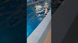 Dolphin🐬❤️ #foryou #shortvideo #dolphin #cute #fyp