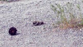 Melanie O'Hara Sees A Rattlesnake