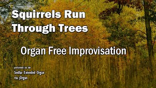 Squirrels Run Through Trees | ORGAN Free Improvisation