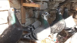 Racing pigeons imported male