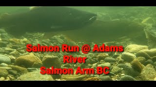 Experience Salmon Run at Adams River, Salmon Arm British Columbia| ysay dale