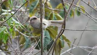 Brown Parrotbill, Mandala, Arunachal Pradesh, March 2024