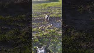 Vega#drone #dog #dogs#dogshorts