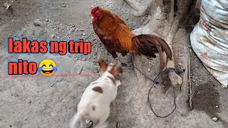 CHICKEN PLAYING WITH CUTTIE PUPPIES