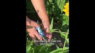 Harvesting Zinnias