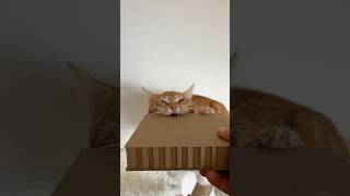 My cat VS thick cardboard