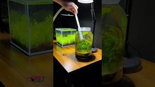 Easy one gallon planted jar aquascape