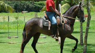 Mangalarga Marchador - ESSÊNCIA DO LUMIAR