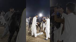 ویل گھوڑا ویل بہت اچھے #sindhihorse #trending #horseshow #horsefan