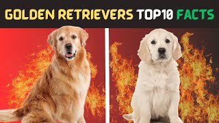 Golden Retriever |Top 10 Facts