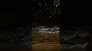 I got approached by a crocodile in the rainforest and.. took these 📸