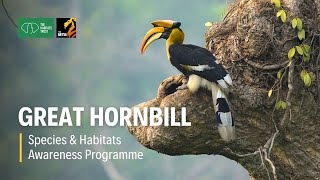 Great Hornbill - Species & Habitats Awareness Programme