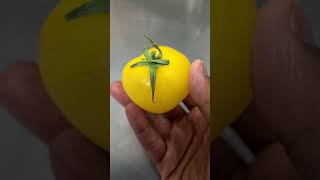 Yellow tomato from garden. #food #2023