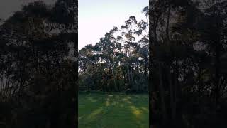 Enjoy Nature, Morning Run in Winter 1, VIC Australia #shorts #nature #calming #listen #running