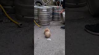 2 Coconuts Vs Barrel