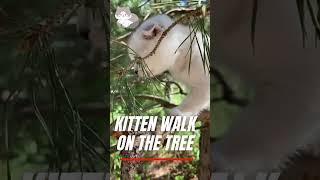 kitten walk on the tree 1 #youtubeshorts