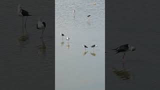 #EP08 Black-winged stilt Bird #beautifulbird #birds #mynasound #bird #nature #myna