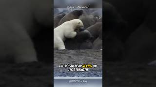 Polar Bear vs Walrus: Who Would Win?