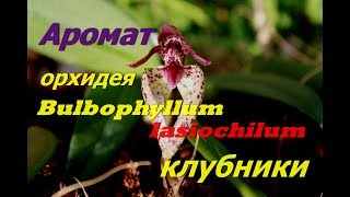 Орхидея с ароматом клубники-Bulbophyllum lasiochilum.моя коллекция.