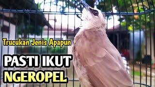 trucukan gacor EMOSI ROPEL PANJANG pancingan trucukan agar bunyi JADIKAN burung trucukan gacor NYAUT