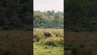 Beautiful Elephants 🐘 #meroamingaround #nature #himalayas