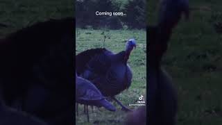 Turkey season 2024 loading… #feathersandfins #turkeyhunting #hunting