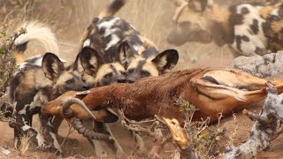 Wild Dogs Show No Mercy To a Poor Gazelle