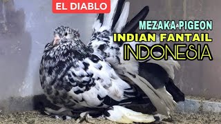 Merpati Hias Jenis INDIAN FANTAIL [ MEZAKA PIGEON ]