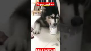 Intelligent husky 🐶🐕 #dog #funnydog #shorts