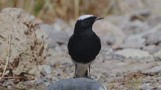 סלעית שחורת בטן  /  White-crowned Wheatear  /  Oenanthe leucopyga