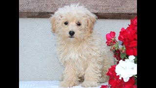 Maltipoo Puppies for Sale