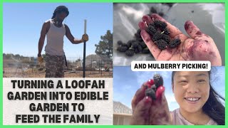 Extending Our Loofah Garden Into Edible Garden | Nevada Desert Homestead