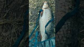 Рыбалка на фидер в начале весны #fishing #кино #рыбалка