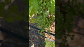 ‘Shatter’ in the vineyard #vineyards #winemaker #winemaking #russellbevan #winelovers #napavalley