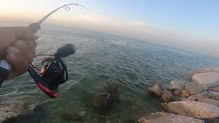 BARACCUDA FISHING SA AL-KHOBAR