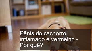 Pênis do cachorro inflamado e vermelho - Por quê?