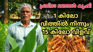 പ്രതിഭാ മഞ്ഞൾ കൃഷി | turmeric farming