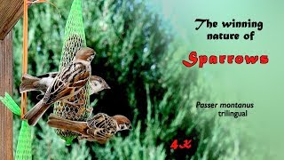 The winning nature of sparrows, Passer montanus, trilingual, 4K