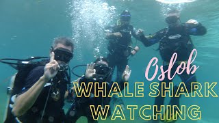 WHALE SHARK WATCHING OSLOB ( Cebu Tour Package )