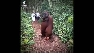 #monkey #funny #orangutan #monke #cool #meme #shorts