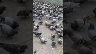 PIGEONS #ytshorts