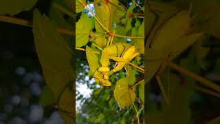 (26) [자막] 넓적배사마귀를 잡아먹는 넓적배사마귀 ハラビロカマキリの共食い Praying Mantis eating a Praying Mantis