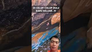 Samabaran ikan channa limbata memang mantap #fish #mancingchana #mancingchannalimbatajumbo