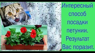 Интересный способ посадки петунии. Результат Вас поразит. Выпуск 281